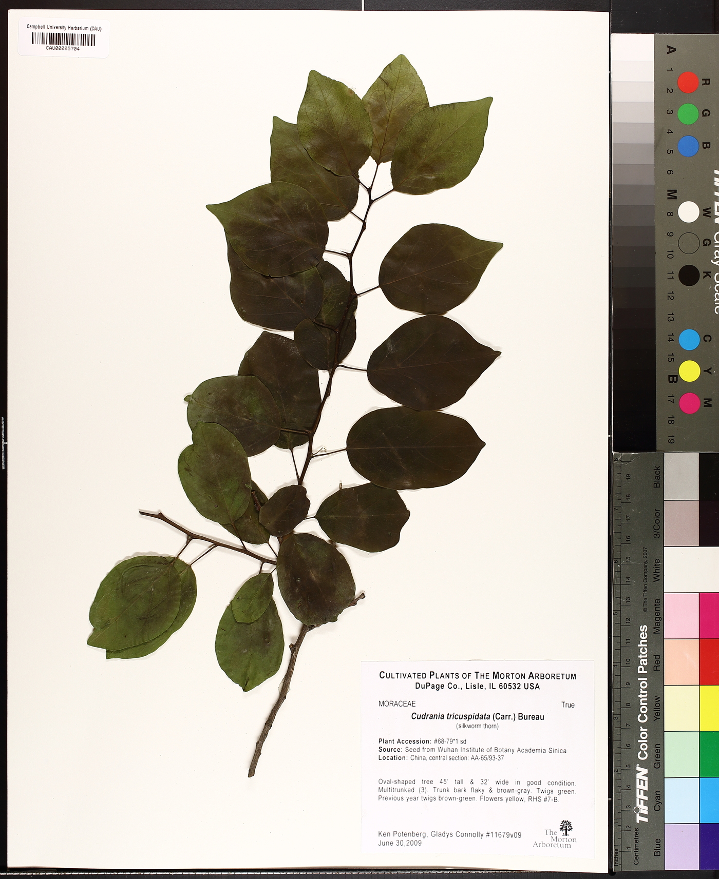 Cudrania image