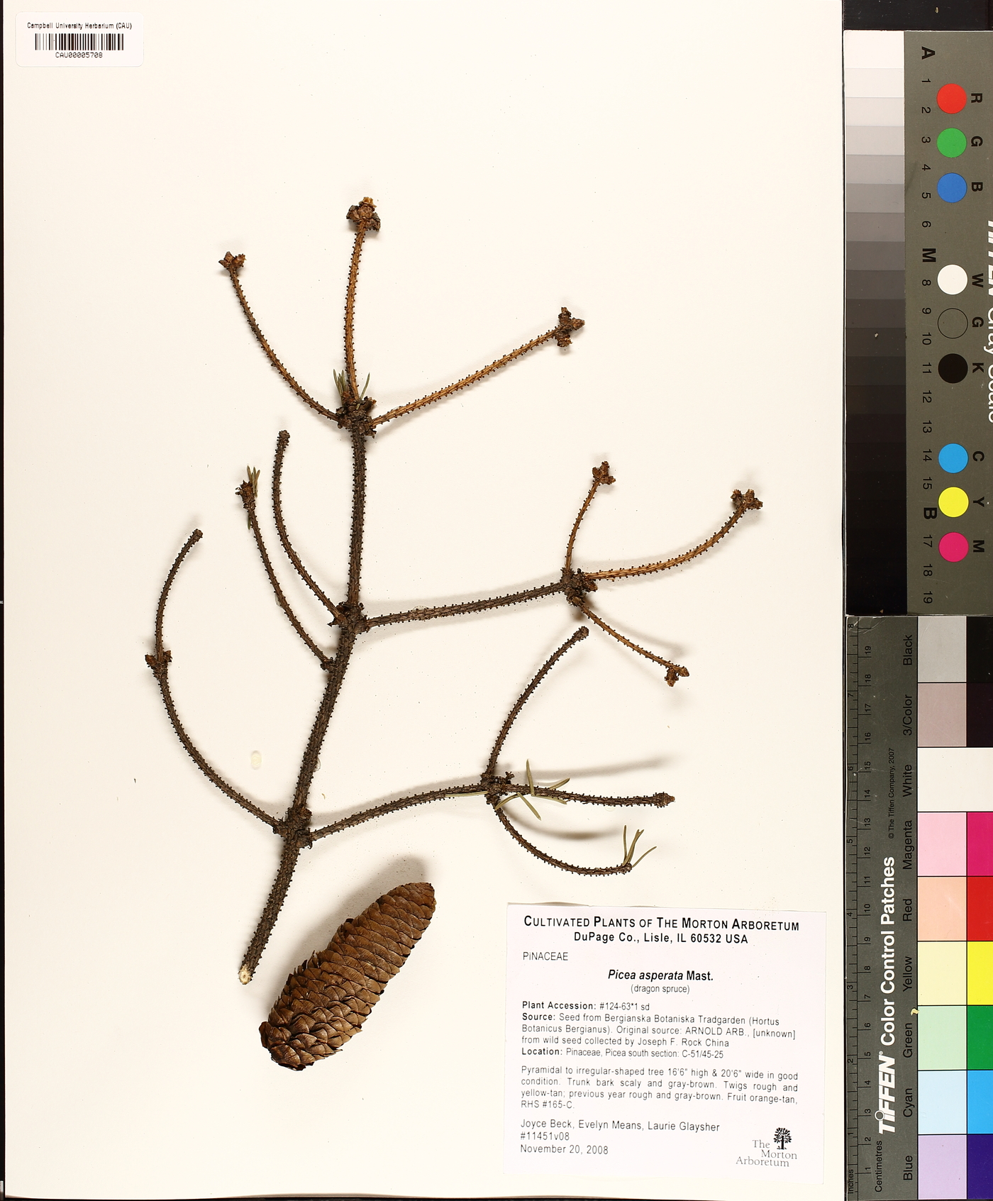 Picea asperata image