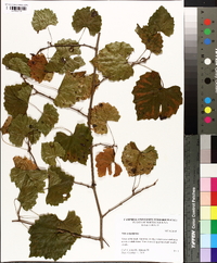 Vitis rotundifolia image