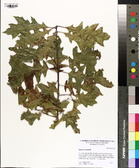 Quercus shumardii image