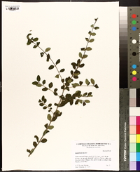 Ligustrum sinense image