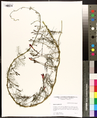 Ipomoea quamoclit image