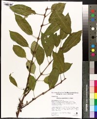 Rhamnus ussuriensis image