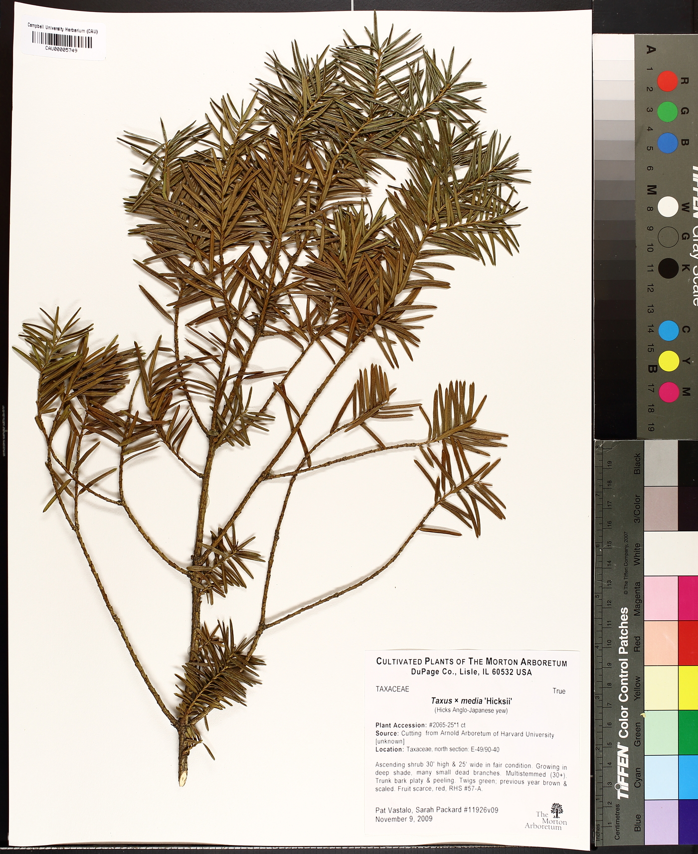 Taxus x media image
