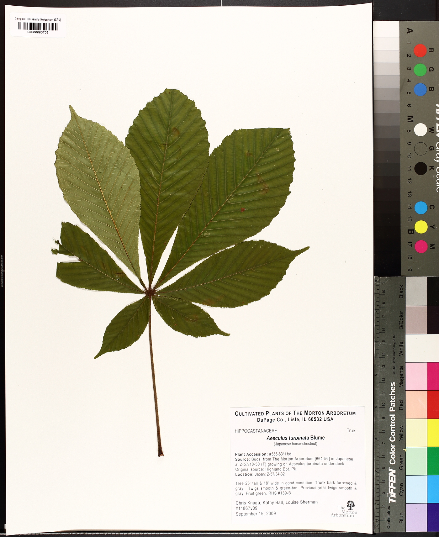 Aesculus turbinata image