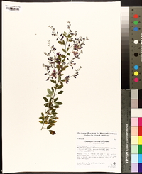 Lespedeza thunbergii image