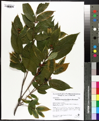 Rhamnella franguloides image