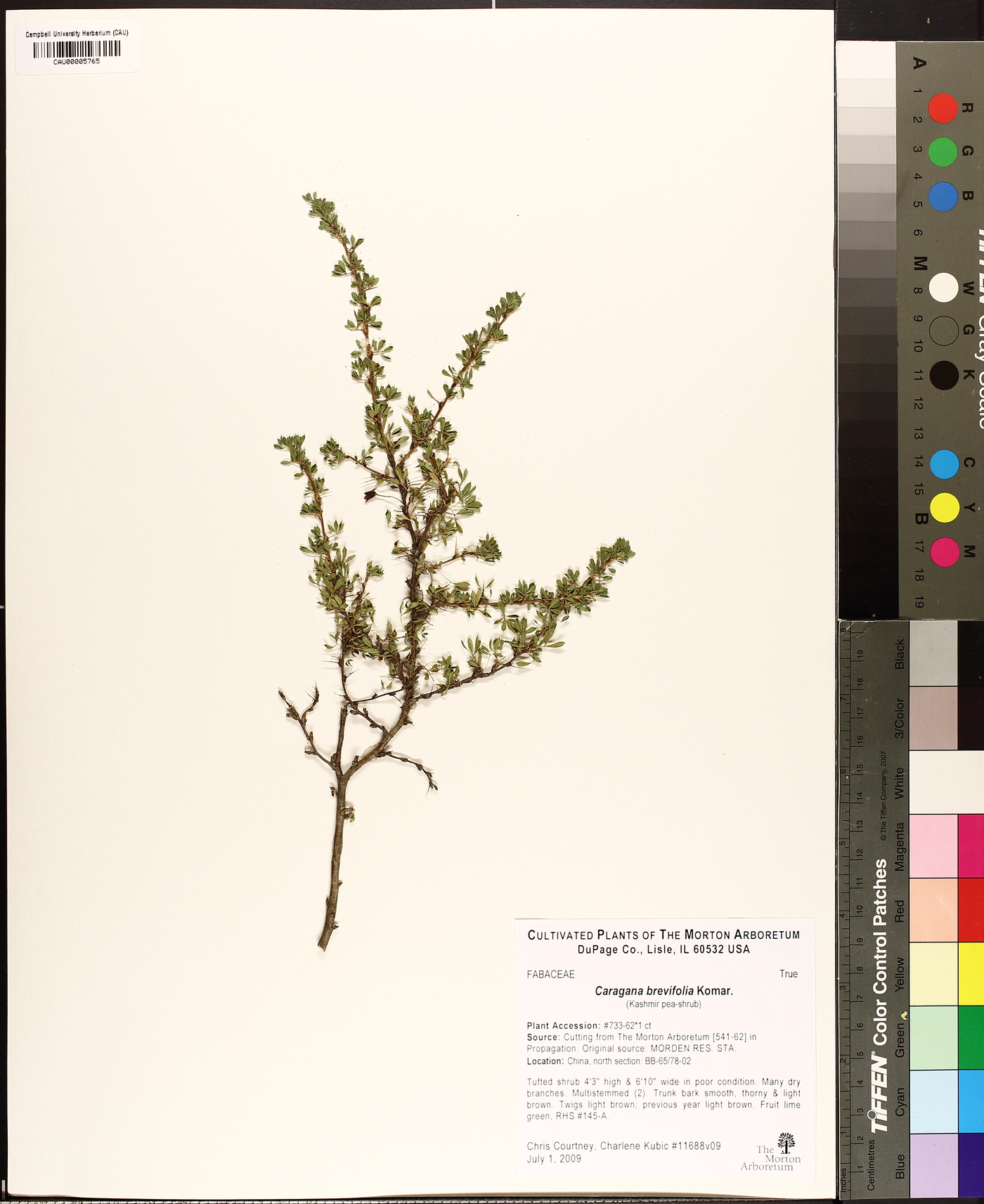 Caragana brevifolia image