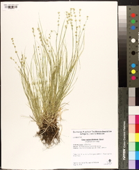 Carex radiata image