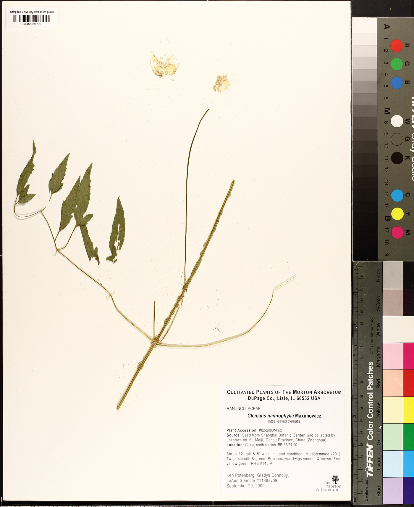 Clematis nannophylla image