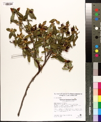 Hypericum frondosum image