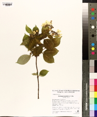 Hydrangea serratifolia image