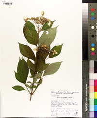 Hydrangea serratifolia image