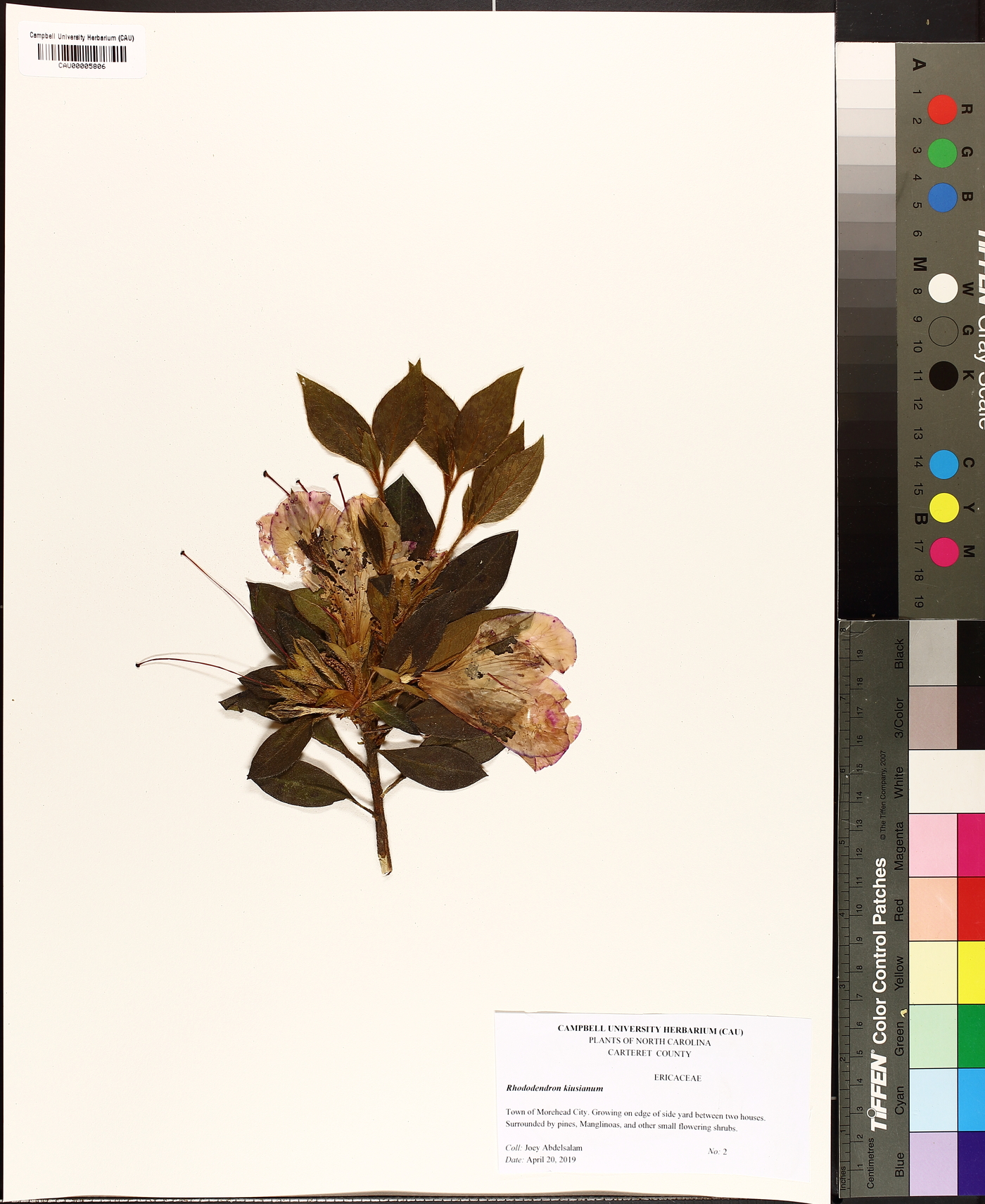 Rhododendron kiusianum image