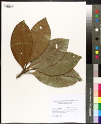 Magnolia grandiflora image