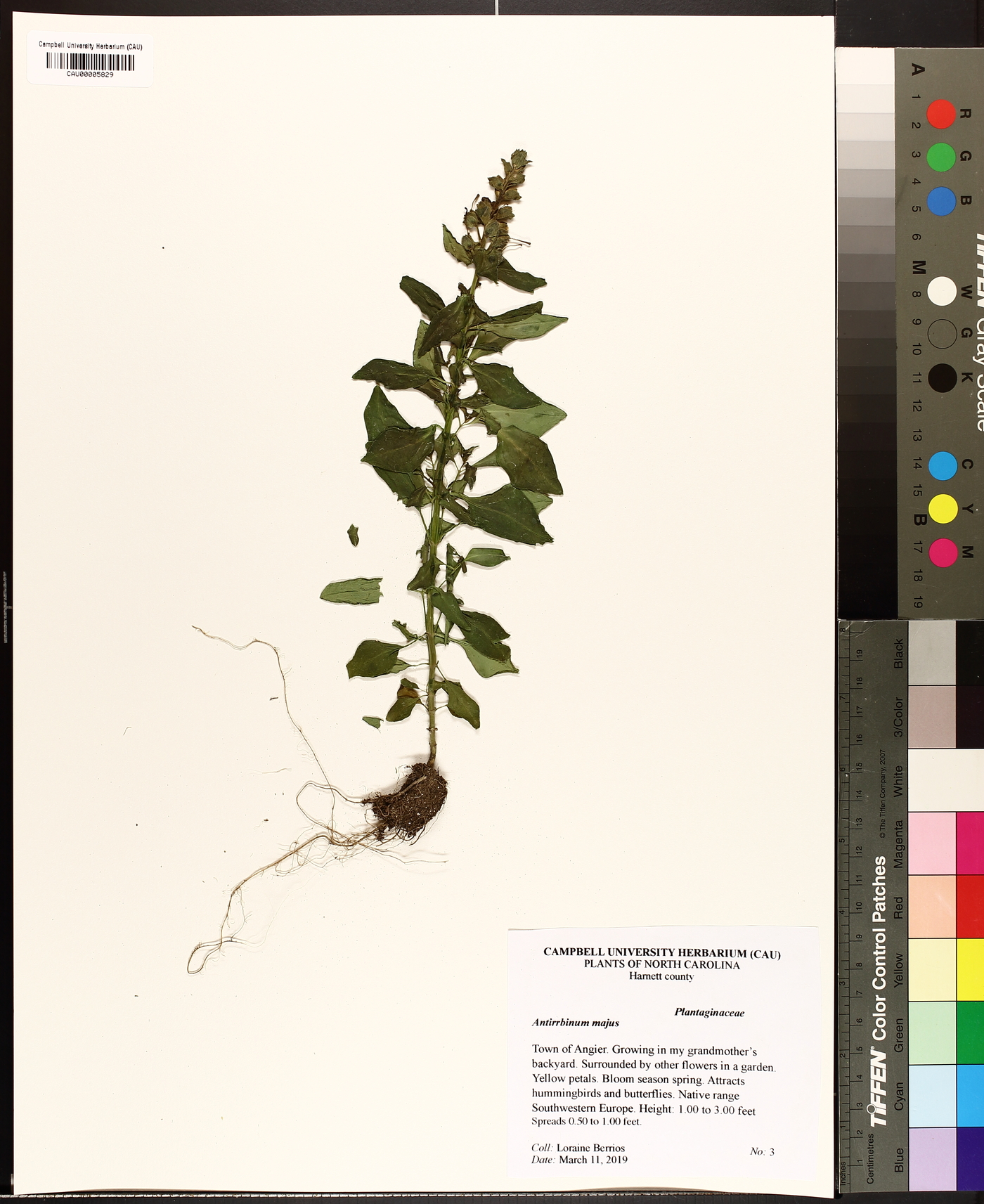 Antirrhinum majus image