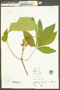 Aesculus sylvatica image