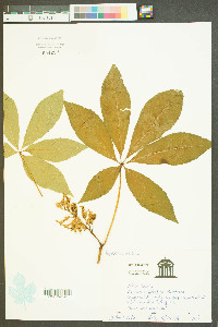 Aesculus sylvatica image