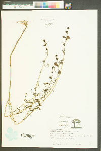 Agalinis linifolia image