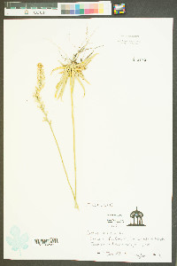 Aletris farinosa image