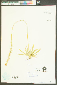 Aletris farinosa image