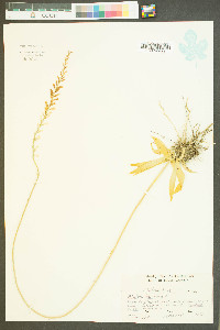 Aletris farinosa image