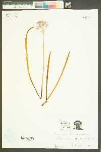 Allium cernuum image