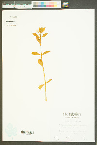 Alternanthera philoxeroides image