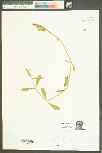 Alternanthera philoxeroides image