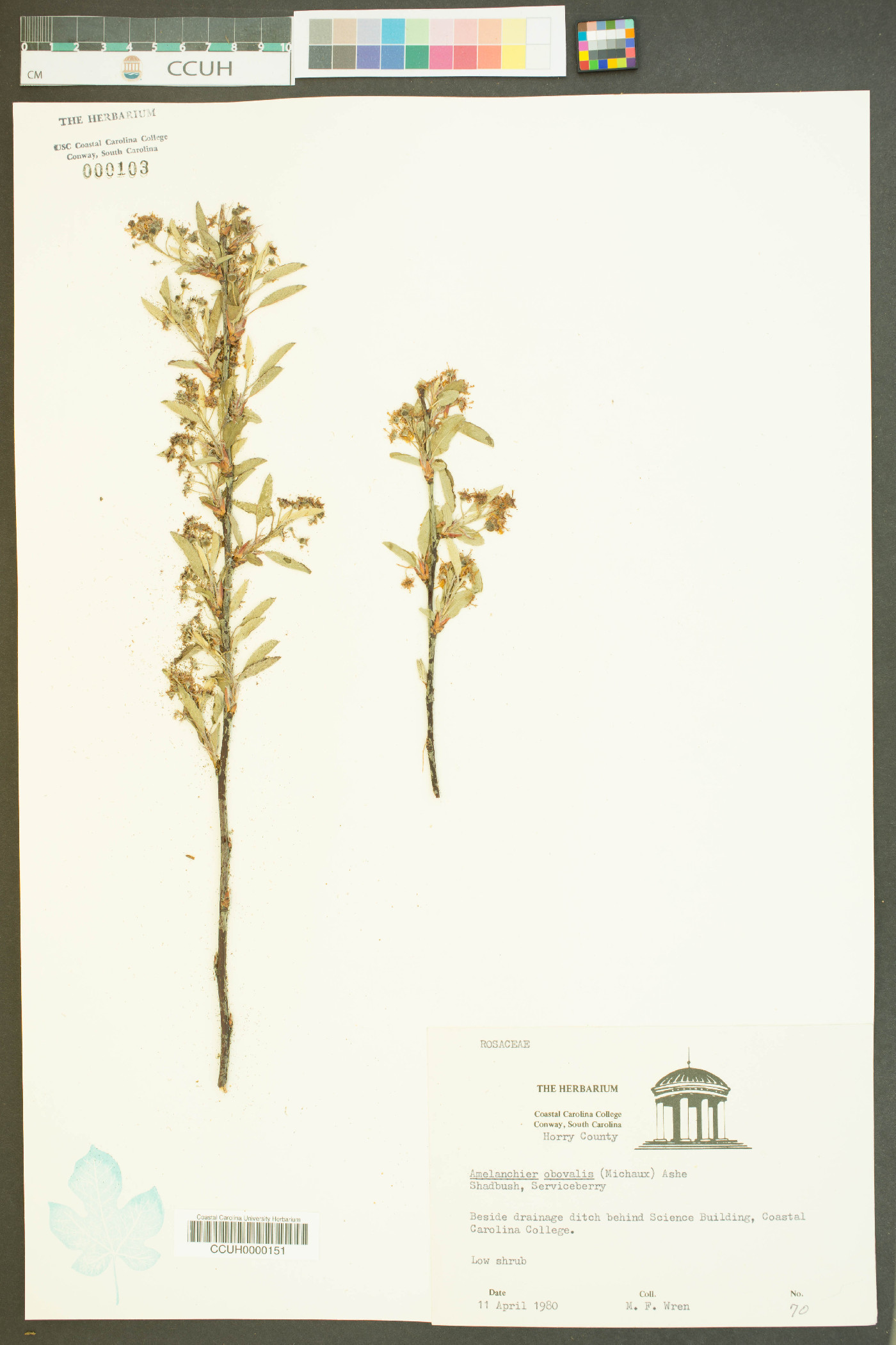 Amelanchier obovalis image