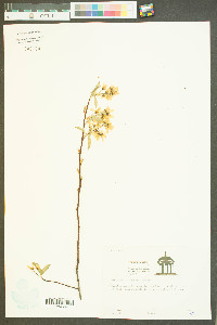 Amelanchier obovalis image