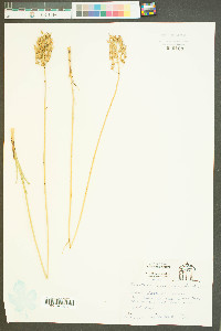 Amianthium muscitoxicum image