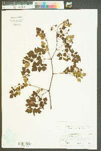 Nekemias arborea image