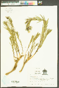 Amsonia ciliata image