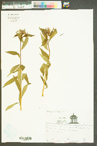 Amsonia tabernaemontana var. salicifolia image