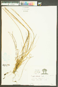 Anthaenantia rufa image