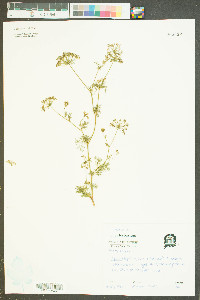 Cyclospermum leptophyllum image