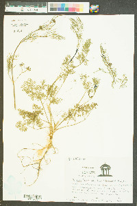 Cyclospermum leptophyllum image