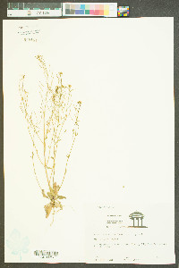 Arabidopsis thaliana image