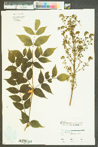 Aralia spinosa image