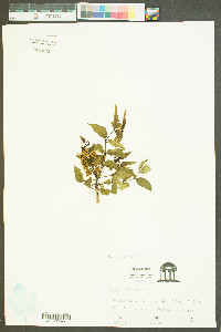 Aralia spinosa image