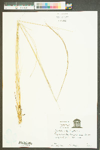 Aristida stricta image