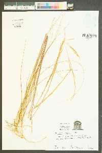 Aristida stricta image