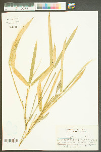Arundinaria gigantea image