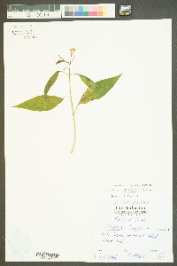 Asclepias perennis image