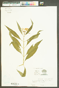 Asclepias perennis image