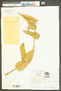 Asclepias humistrata image