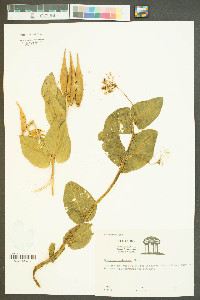 Asclepias humistrata image