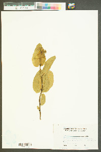 Asclepias humistrata image