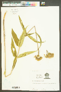 Asclepias lanceolata image